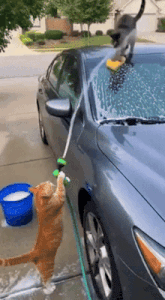 a cat washing a car with a hose and a sponge