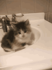 a small kitten is sitting in a sink with a faucet