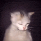 a blurry picture of a white cat with its eyes closed in the dark .