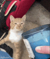 an orange and white cat is laying next to a blue cup .