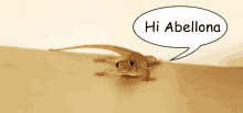 a lizard with a speech bubble above it that says hi abellona