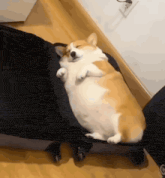 a corgi dog is sleeping in a suitcase with its eyes closed