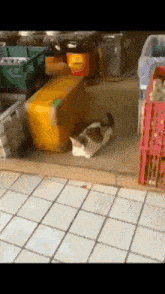 a cat is laying on a tiled floor next to a yellow box with a label that says ' honey '