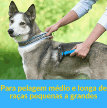 a husky dog is being brushed by a person