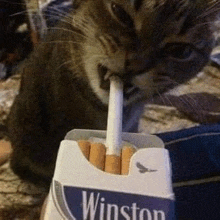 a cat is sticking its tongue out of a pack of winston cigarettes .