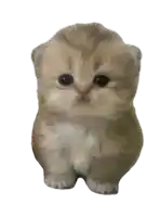 a close up of a small kitten with a white background
