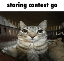 a cat sitting in a cage with the caption staring contest go