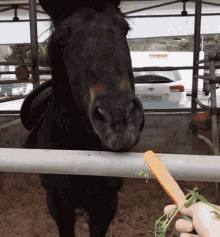 a person is feeding a horse a carrot in a fenced in area with a kia car in the background