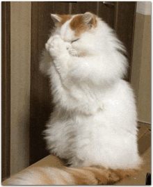 a fluffy white cat is sitting on its hind legs