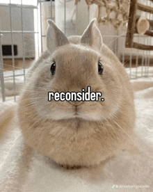 a close up of a rabbit with the word reconsider written on it