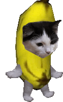 a black and white cat is wearing a yellow banana costume