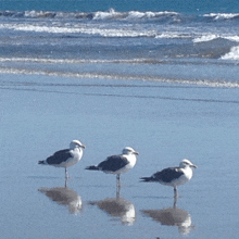 three seagulls standing on the beach near the ocean