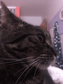 a close up of a cat 's face with a purple background