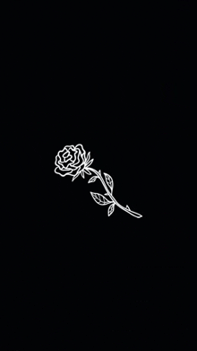 a white rose on a black background .