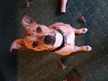 a brown and white dog with a red collar is laying on a green carpet