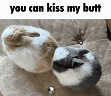 two rabbits laying on a pillow with the words " you can kiss my butt "