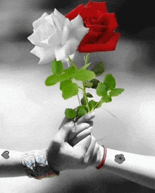 a person is holding a red rose and a white rose