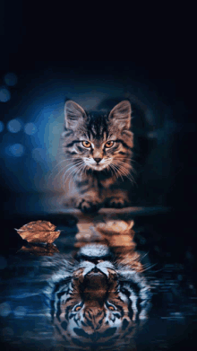 a cat is reflected in a tiger 's water