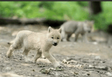 a small white wolf cub is walking across a dirt path .