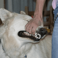 a person is biting a white dog 's teeth with their hand