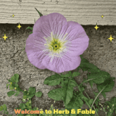 a purple flower is surrounded by green leaves and the words welcome to herb & fable