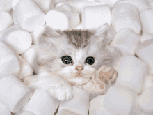 a small kitten is laying in a pile of marshmallows