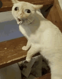 a white cat is sitting on a wooden staircase with its mouth open and looking at the camera .