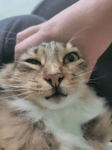 a close up of a person petting a cat 's face