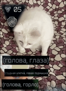 a white cat laying on a tiled floor with a bear logo in the corner