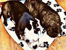 two dogs are laying on a paw print blanket