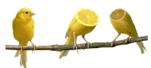 a yellow bird with a lemon slice on its head