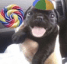 a puppy wearing a colorful hat is holding a lollipop