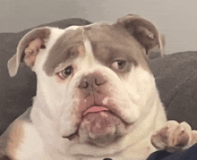 a brown and white bulldog laying on a couch