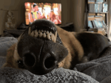 a close up of a dog 's nose and teeth with a tv in the background