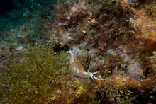 a sea slug is swimming near some seaweed on the rocks