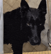 a wet black dog is standing on a wooden surface