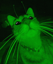 a close up of a cat 's face with a green background