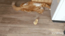 a cat is laying on its back on a wooden floor next to a chicken and the words viralhog are visible