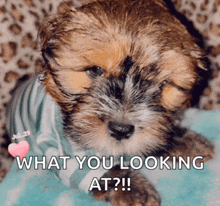 a picture of a puppy with the caption " what you looking at ? "