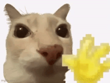 a close up of a cat holding a pixel art object .