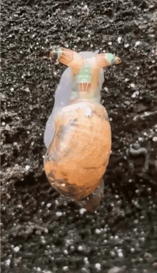 a snail with a green head is crawling on the ground