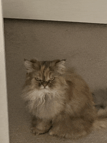 a fluffy cat sitting on a carpet looking at the camera