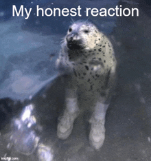 a seal wearing shoes and socks is standing in the water