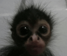 a baby monkey is looking at the camera with big eyes