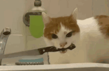 a cat is holding a knife in its mouth in front of a sink