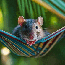 a mouse laying in a hammock with its tongue sticking out