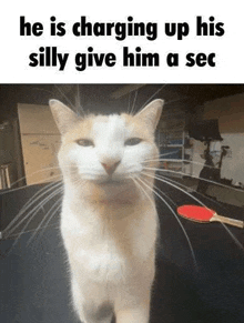 a cat is standing next to a table with a ping pong paddle on it .