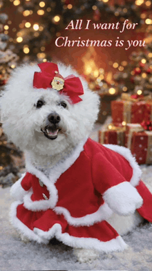 a small white dog dressed in a santa outfit with the words all i want for christmas is you
