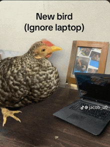 a picture of a chicken next to a laptop that says new bird