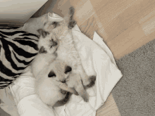 two white kittens laying on a white blanket on a wooden floor